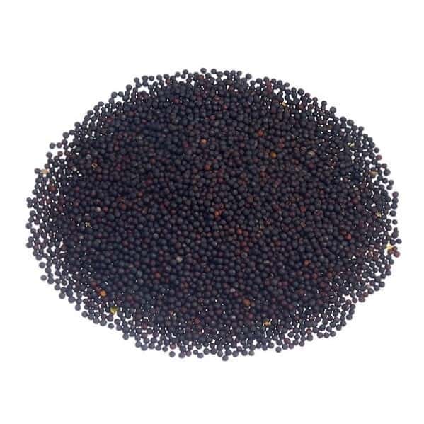 Spring canola